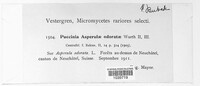 Puccinia asperulae image
